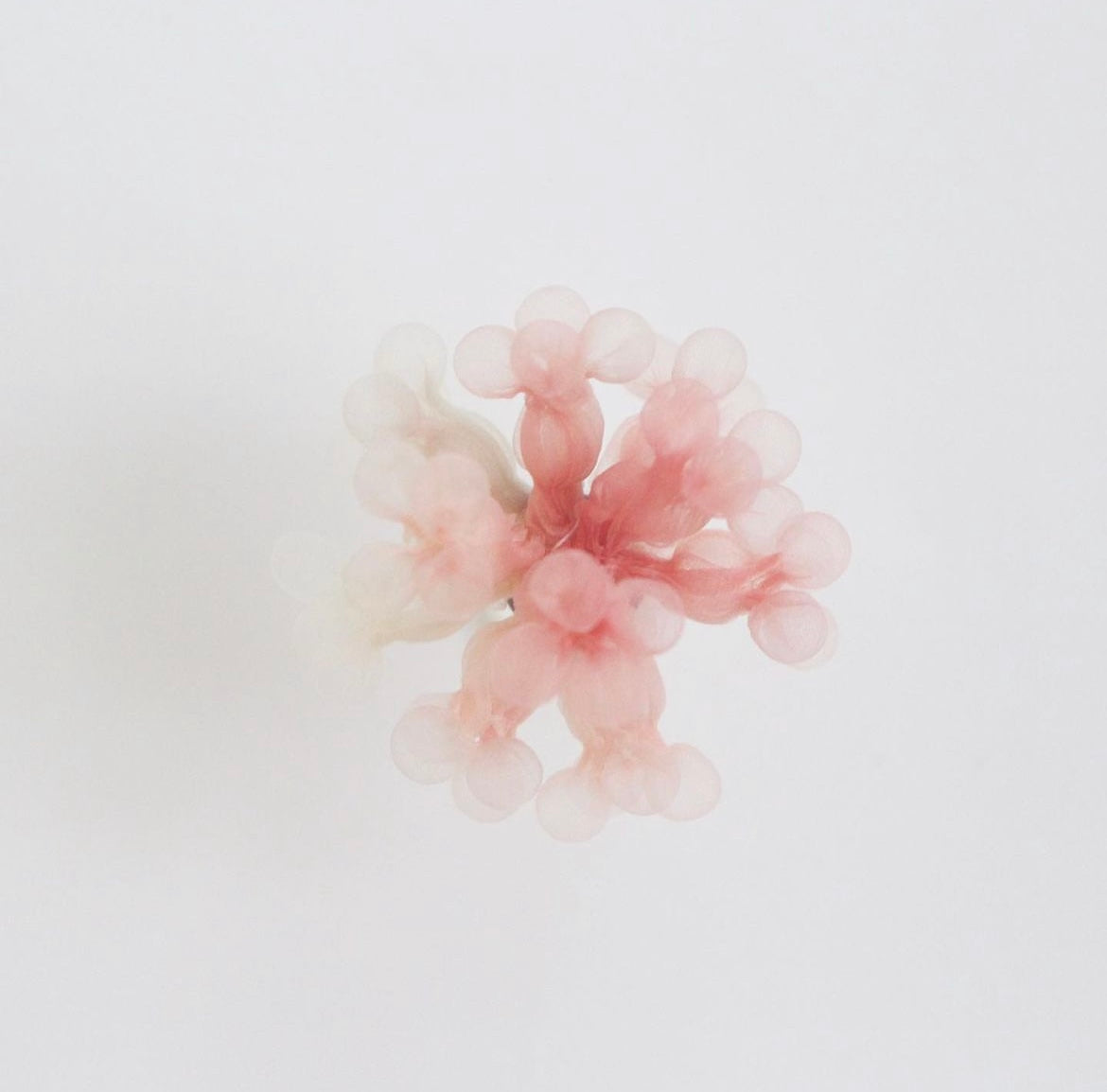 Pre order| Tsubu earrings/ Cherry Blossoms ( pair)